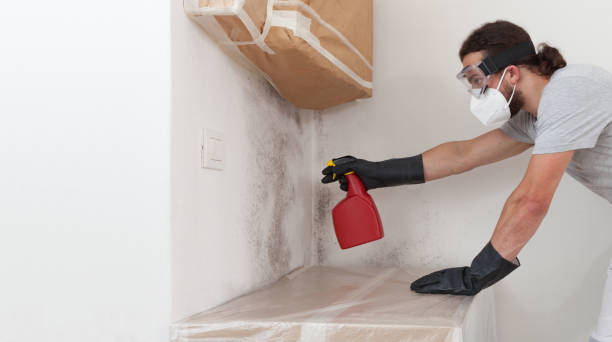Professional Basement Mold Remediation technician working in Conowingo, MD